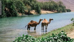 “خريف صلالة”.. سر عُمان المذهل